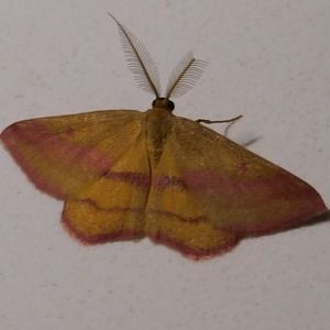 Meet your Posher, Zoomba